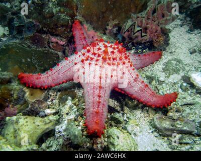 Wabenpolsterstern (Pentaceraster alveolatus) Stockfoto