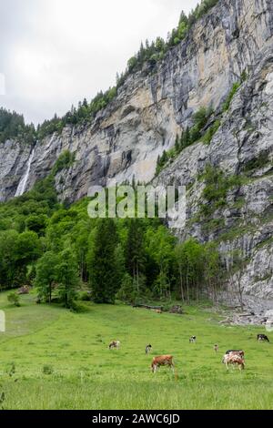 Kühe im wunderschönen Alpinetal Stockfoto