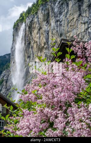 Flieder blüht auf dem ersten Plan mit dem Staubbacher Wasserfall auf dem Hintergrund, Lauterbrunnen Schweiz Stockfoto