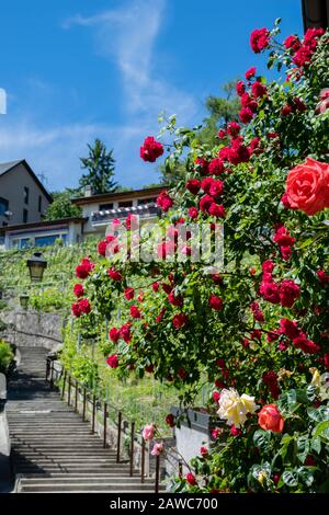 Big Bloomig Bush of Roses in der Nähe Der Außentreppe, Vevey Switzerland Stockfoto