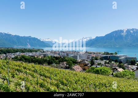 Weinberge in der Nähe der Stadt Vevey mit Blick auf den Luganer See und die Berge der Alpen, Schweiz Stockfoto