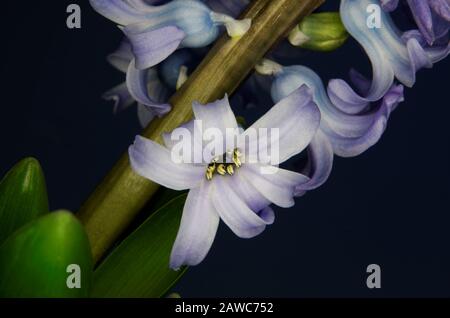 Hyacinthus, Blüte einer blühenden Hyazinthe vor tiefblauem Hintergrund Stockfoto