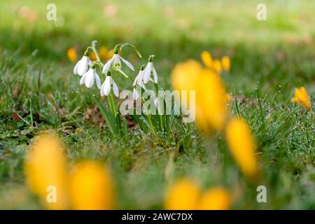 White Snowdrops im Fokus hinter gelben, nicht fokussierten Krokussen Stockfoto