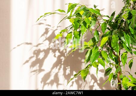 Ficus Benjamin (Ficus Benjamin) auf dem Hintergrund einer Lichtwand im Sonnenlicht. Heimdesign, Blumen im Innenbereich. Nahaufnahme. Stockfoto