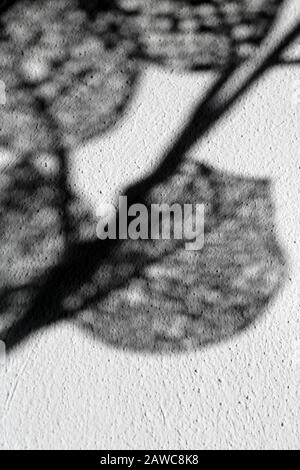 Moody Abstract Bild von Netlike Shadows for Book Covers oder anderer künstlerischer Gebrauch II Stockfoto