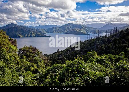 Die Queen Charlotte Sound in Marlborough Sounds Maritime Park, South Island, Neuseeland. Stockfoto