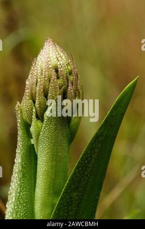 Blumenknospe des wilden Riesenorchids (Himantoglossum robertianum alias Barlia robertiana) unter einer schweren Schicht Morgentau. Blätter, die die Blumenknospe umrahmen Stockfoto