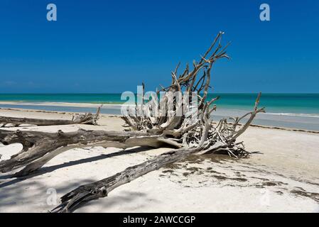 Schöne verwitterten Treibholz am Strand von Bier kann Insel Longboat Key, Florida Stockfoto