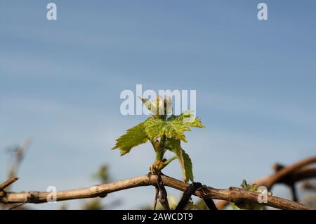 Bio-Weinbau im Norden Bulgariens im Sommer Stockfoto