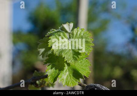 Bio-Weinbau im Norden Bulgariens im Sommer Stockfoto