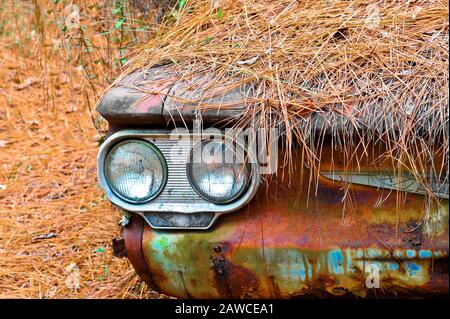 Die Frontscheinwerfer und Der Stoßfänger eines alten verrosteten Schrottwagens, der nach dem Stich in das Holz unter einer dicken Schicht Kiefernnadeln ausrastet Stockfoto