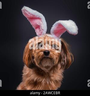 Süßer kleiner Hund mit pinkfarbenen und weißen Hünenohren Stockfoto