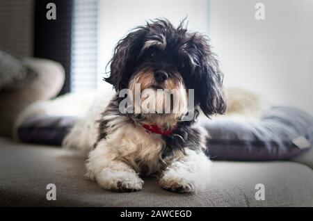 Niedlicher kleiner Hund, der seinen Kopf auf dem Sofa kippt Stockfoto