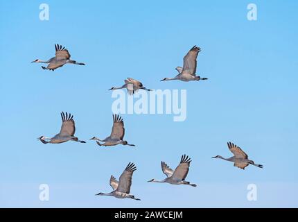 Flug von Sandhill Cranes on Migration in der Nähe des Platte River in Kearney, Nebraska Stockfoto