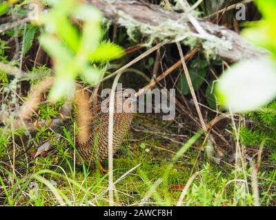 Brown Quail (Coturnix ypsilophora) auf Rangitoto Island - Es Fliegt, aber es Sieht So Aus, Als Ob es nicht Sollte Stockfoto