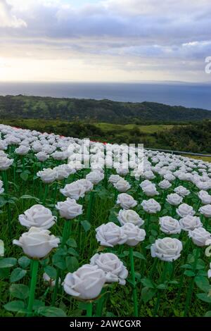 Sonnenuntergang am Lintaon Peak & Cave/16k Blossoms in Baybay City, Leyte, Philippinen Stockfoto