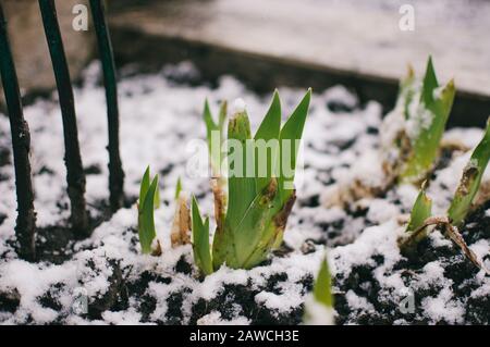 Sprossen von Irienen im frühen Frühjahr unter dem Schnee. Gabeln im Boden stehen neben den Blumen. Gartenkonzept. Vorlage für das Design. Kopierbereich. Stockfoto