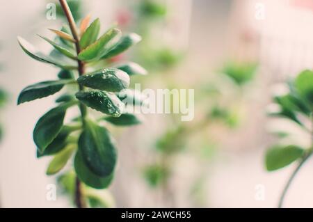 Blätter aus saftigem Sedum oder Hylotelephium spectabile, Eispflanze oder Steinmetze, in einem Tontopf auf einer Fensterbank. Vorlage für das Design. Stockfoto