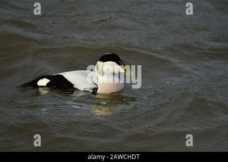 Lyme Regis Harbour, Dorset, Großbritannien. Februar 2020. Ein seltener Eider Duck ist im Hafen von Lyme Regis zu sehen. Bildnachweis Robert Timoney/Alamy/Live/News Stockfoto