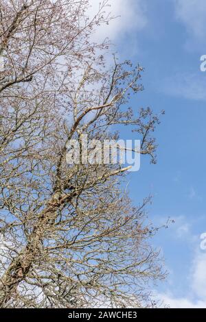 Äste mit kegelartigen Früchten der gemeinen Alder/Alnus glutinosa gegen einen blauen Frühlingskimmel. Einmal als Heilpflanze in pflanzlichen Heilmitteln verwendet. Stockfoto