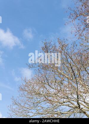 Äste mit kegelartigen Früchten der gemeinen Alder/Alnus glutinosa gegen einen blauen Frühlingskimmel. Einmal als Heilpflanze in pflanzlichen Heilmitteln verwendet. Stockfoto