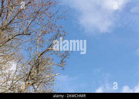 Äste mit kegelartigen Früchten der gemeinen Alder/Alnus glutinosa gegen einen blauen Frühlingskimmel. Einmal als Heilpflanze in pflanzlichen Heilmitteln verwendet. Stockfoto