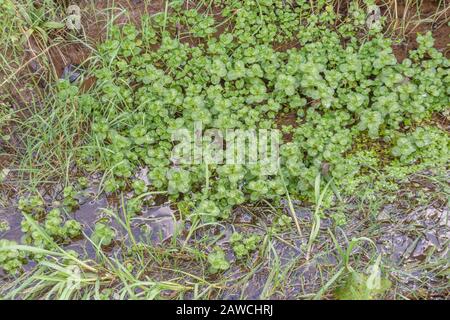 Brooklime/Veronica beccabunga Laub wächst im Süßwasserabflussgraben. Lebensmittel, die Vitamin C enthalten, wurden früher zur Heilung von Skorbut verwendet. Stockfoto