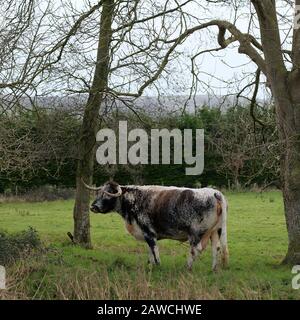 Februar 2020, englisches Longhorn-Rind im ländlichen Somerset. Stockfoto