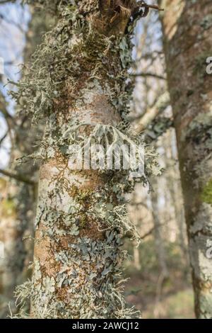 Hellgrüne Flechten-Thallus am kleinen Baumstamm im Frühlingssonne. Vielleicht ein Mitglied der Familie Parmotrema. Stockfoto