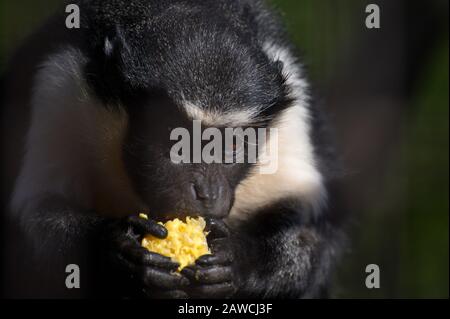 Östlicher Schwarzweiß-Kolobus-Affe isst Früchte in der Sonne Stockfoto