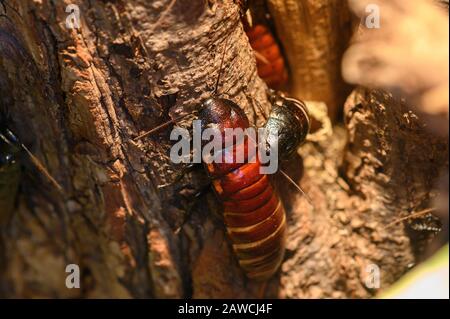 Madagaskar zischende Kakerlake Stockfoto