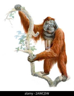 Orangutan Pongo pygmaeus, (, ) Stockfoto