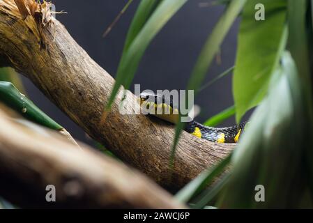 Eine Mangrovenschlange, die sich in Ästen versteckt Stockfoto