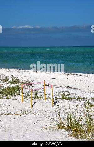 Geschützte Schildkrötennest am Strand von Anna Maria Island, Florida Stockfoto