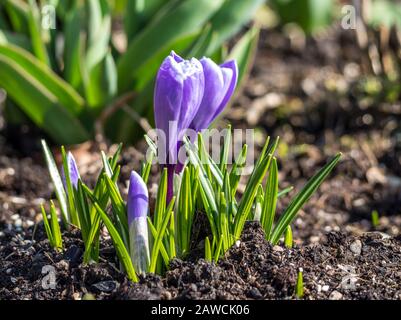 Blühender Krokus im Frühjahr Stockfoto