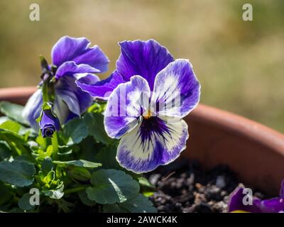 Violett, Weiße Pansy Stockfoto