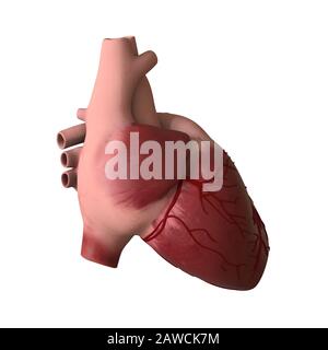 Das Herz eines Mannes auf weißem Hintergrund. Isolieren. 3D-Rendering mit hervorragender Qualität in hoher Auflösung. Er kann vergrößert und als Hintergrund o verwendet werden Stockfoto