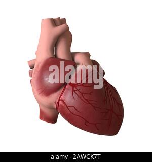 Das Herz eines Mannes auf weißem Hintergrund. Isolieren. 3D-Rendering mit hervorragender Qualität in hoher Auflösung. Er kann vergrößert und als Hintergrund o verwendet werden Stockfoto