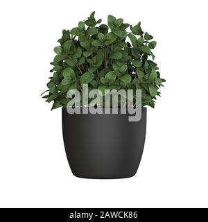 Grüne Pflanze in einem Topf auf weißem Hintergrund. Isolieren. 3D-Rendering mit hervorragender Qualität in hoher Auflösung. Sie kann vergrößert und als Hintergrund verwendet werden Stockfoto