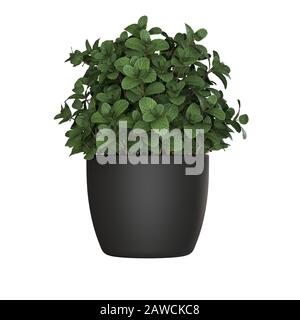 Grüne Pflanze in einem Topf auf weißem Hintergrund. Isolieren. 3D-Rendering mit hervorragender Qualität in hoher Auflösung. Sie kann vergrößert und als Hintergrund verwendet werden Stockfoto