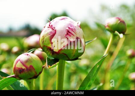 Nahaufnahme von Knospen und Blumen an einem rosafarbenen Pfirlenbusch im Garten paeonia lactiflora Stockfoto