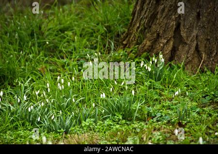 Viele weiße Schneeglöckchen blühen im Februar in einem Wald vor einem alten Baumstamm Stockfoto