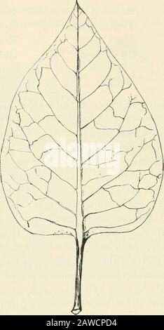 Bäume; ein Handbuch der Wald-Botanik für die Wälder und das Labor . A ist auf der Blatteinlage wie bei vielen Arten von Hypericum und Honeysuckle und im Wacholder essil; solche sessilen Blätter sind jedoch Rarein in unseren Bäumen und Sträuchern. Nach der Ausdehnung der Einfügung und der damit einhergehenden teilweisen oder vollständigen Rundung der Achse durch das Mesophyll oder weichere Greentissue des Blattes sind folgende Fälle unterscheidbar:-. Der besondere Fall, in dem gegenständige Blätter an ihren Basen zusammenstehen, so dass der Stamm sie, isteriert konnatiert, wie in Lonicera Caprifolium zu durchstechen scheint (Abb. Stockfoto