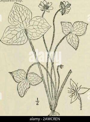 Eine illustrierte Flora der nördlichen Vereinigten Staaten, Kanadas und der britischen Besitzungen: Von Neufundland bis zur Parallele der südlichen Grenze von Virginia und vom Atlantik westwärts bis zum 102. Meridian; 2. Hrsg. eaf-Liverwort. Lebermoos. Mausohren. Frühlings-Schönheit. Kristallwürze. Goldenes Laufblatt. Efeublume. Herb Trinity.Squirrel^Tasse 2. Hepatica acutiloba DC. Scharfkantig oder Herzleberblättrig oder Leberwurz. Abb. 1890. Hepatica triloba var. acuta Pursh. Fl. Am-Sept. 391. 1814. Hepatica acutiloba DC. Prodr. I: 22. Im Jahre 181. Hepatica acuta Britton, Ann. X. Y. Acad. Sci.6: 234. Im Jahre 1891. Sc Stockfoto