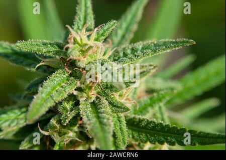 Blühende Marihuana-Pflanze mit frühen weißen Blumen, Cannabis Sativa-Blätter, Marihuana Stockfoto