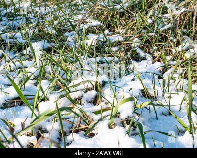 Grüne Sprossen im Frühjahr unter dem Schnee. Hintergrundbild. Platz für Text. Erdtag. Stockfoto