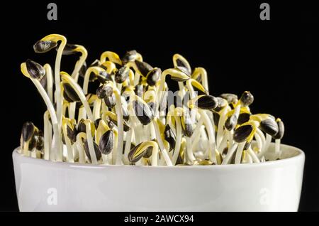 Sonnenblumen sprießen in einer weißen Schüssel auf schwarzem Grund. Vorderansicht der Sprossen und Mikrogrün des Helianthus annuus, der gemeinsamen Sonnenblume. Stockfoto