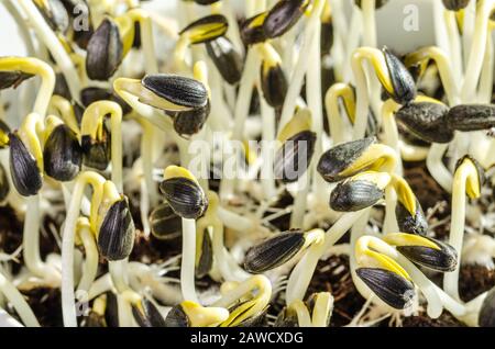 Sonnenblumensprosse im Sonnenlicht, Makrolebensmittelfoto. Sprosse und Mikrogrün von Helianthus annuus, der gemeinsamen Sonnenblume. Essbare Sämlinge. Stockfoto