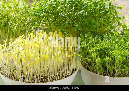 Vier verschiedene Mikrogreens im Sonnenlicht. Sprossen von grünen Linsen, Gartenkresse, Arugula und Brokkoli. Vorderansicht von grünen Sämlingen, jungen Pflanzen. Stockfoto