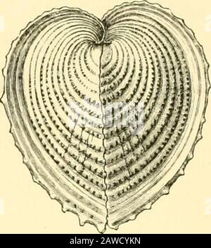 Die Cambridge Naturgeschichte . EULAMELLIBRANCHIATA-CARDIACEA 455. Byssus; Manteläquivant, mehr oder weniger razilliert, Scharnier mit einem oder zwei Kardinälen in jedem Ventil, seitlich variabel, Ligament ex terne, zwei Adduktoren. Brackwasser oder Meerwasser. Devonian -. Genera: Byssokard und Lithocardium (Tertiär), Cono-cardmm (Paläozoikum), Kardium (mit vielen Abschnitten, einschließlich Hemicar-diuiii), Limnokard (subg. Didacna, Monodacna, Adacna). Fam. 2. Lunulicardidac. - Shellequipventil, sehr ungleichseitig subdreikantig, vorderer Rand kurz oder trun-konisch, mit einem tiefen Lunel. Einzelne Gattung, Lunulicardi Stockfoto